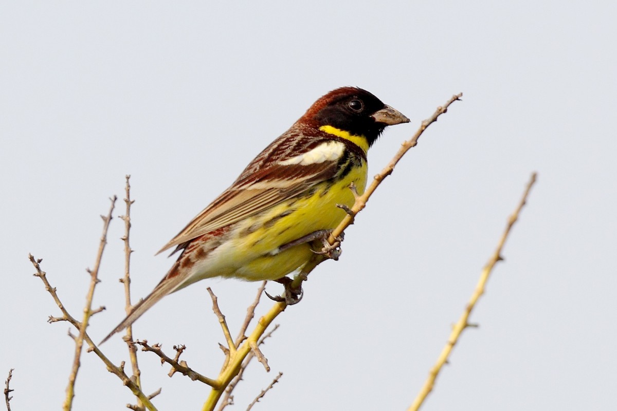 Yellow-breasted Bunting_male breeding_Peter and Michelle Wong